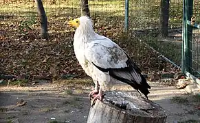Schmutzgeier (Neophron percnopterus)