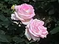 ‘Princesse de Monaco’(1981)