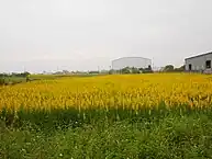 Sesamfeld in Anding