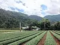Teeanbau in Dongshan