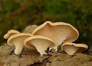 Waben-StielporlingNeofavolus alveolaris