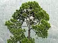 Pinus roxburghii