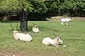 Mendesantilope