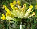 Echter Wundklee (Anthyllis vulneraria)