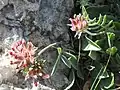 Anthyllis vulneraria subsp. rubriflora