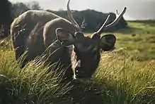 Sambar