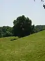 Baum auf der Alpe Agra