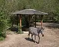 Zebragehege