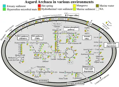 Stoffwechselwege von Asgard-Archaeen, je nach Umgebung