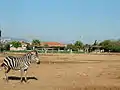 Zebra im Außengelände