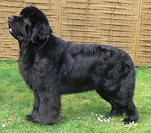 Neufundländer