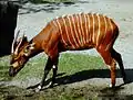 Bongo (Tragelaphus eurycerus)