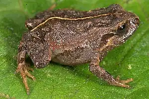 Bryophryne gymnotis