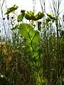 Stark gefährdet ist auch das kalkliebende Durchwachs-Hasenohr (Bupleurum rotundifolium).