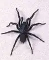 … und männliche Röhrenvogelspinne (Hexathelidae sp.).