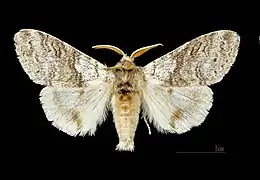 Dorsalansicht ♂
