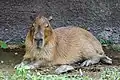 Capybara (Hydrochoerus hydrochaeris)