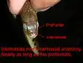 Internasalia