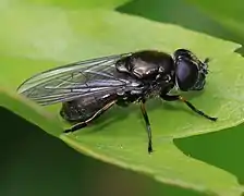 Cheilosia proxima