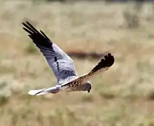 Foto einer fliegenden Wiesenweihe