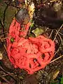 Roter Gitterling (Clathrus ruber)