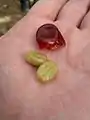 Frisch geschälte Kaffeebohnen mit Fruchthülle