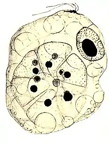 Collodictyon, das eine noch lebende kleine Pandorina-Kolonie verschluckt hat