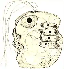 Collodictyon,das sich u. a. vier Scenedesmus einverleibt hat