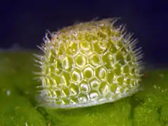 Ei