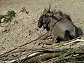 Südliches Streifengnu
