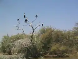 Nationales Vogelschutzgebiet Djoudj