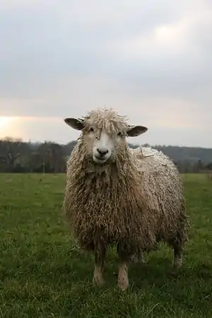 Cotswold-Schaf