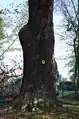 NaturdenkmalEiche im Gutspark