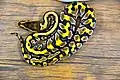 Tiger shade ball python.