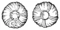S. 61v