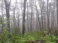 Black Ash im Bergnebel im Deua-Nationalpark
