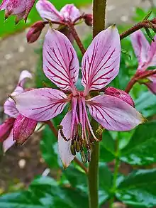 Blüte (zum Teil mit rötlichen Drüsenpunkten)