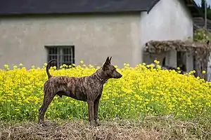 Taiwanhund