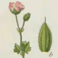 Blütenstand: Geranium divaricatum Ehrh.