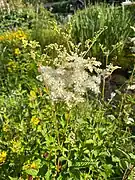 Duftwolke und Insektenmagnet: Das Mädesüß (Filipendula ulmaria)