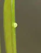 Ei