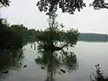 Enten am Uferrand des Glabbacher Bruch