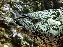 Epinephelus tukula mit Putzerlippfischen