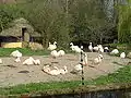 Flamingos