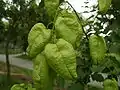 Blasenesche (Koelreuteria paniculata), Blasenfrüchte, Cystometeorochorie