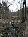 Erlenbruchwald vor der Einmündung in der Niederwürzbacher Weiher