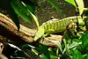 Reisingers Baumwaran (Varanus reisingeri)