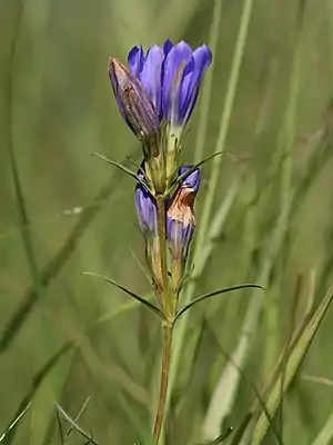 Lungenenzian (Gentiana pneumonanthe)
