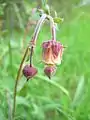 Bach-Nelkenwurz,Blume des Jahres