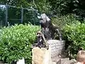Gorilla mit Jungen